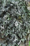 Hypogymnia vittata image