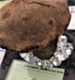 Leccinum duriusculum image