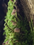 Mycena corticola image