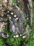 Mycena corticola image