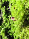 Mycena corticola image