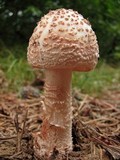 Amanita rubescens var. rubescens image