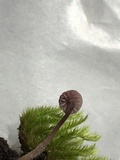 Mycena corticola image
