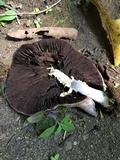Agaricus californicus image