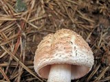 Amanita rubescens var. rubescens image