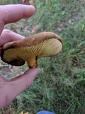 Boletinellus merulioides image
