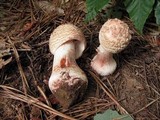 Amanita rubescens var. rubescens image