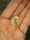 Mycena citrinomarginata image