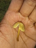 Mycena citrinomarginata image