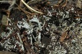 Cladonia cariosa image