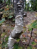 Irpex lacteus image