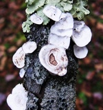 Poronidulus conchifer image