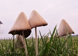 Conocybe apala image