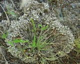 Peltigera ponojensis image