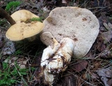 Hydnum subolympicum image