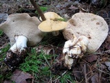 Hydnum subolympicum image