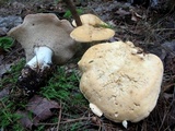 Hydnum subolympicum image