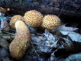 Leucopholiota decorosa image