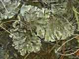 Peltigera ponojensis image