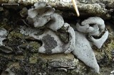 Dermatocarpon miniatum image