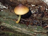 Pluteus romellii image