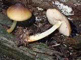 Pluteus romellii image
