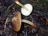 Pluteus romellii image