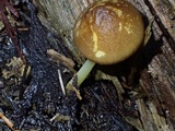 Pluteus romellii image