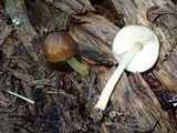 Pluteus romellii image