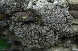Dermatocarpon reticulatum image