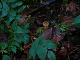 Pluteus romellii image