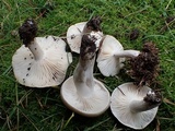 Hygrophorus agathosmus image