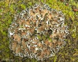 Peltigera malacea image