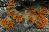 Xanthoria elegans image