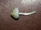 Stropharia pseudocyanea image