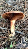 Chroogomphus fulmineus image