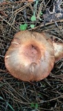 Chroogomphus fulmineus image