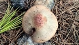 Chroogomphus fulmineus image