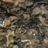 Psorula rufonigra image