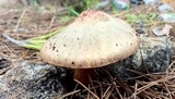 Chroogomphus fulmineus image