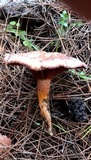 Chroogomphus fulmineus image