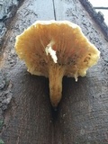 Pleurotus dryinus image