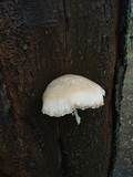 Pleurotus dryinus image