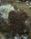 Psora himalayana image