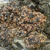 Psora tuckermanii image