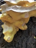 Laetiporus huroniensis image