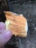 Laetiporus huroniensis image