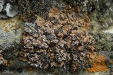 Psora tuckermanii image