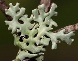 Hypogymnia incurvoides image