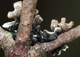 Hypogymnia incurvoides image